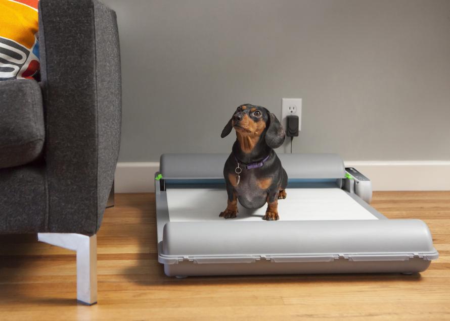 Кошка и собака на однушку. В России предложили ограничить количество питомцев в квартирах