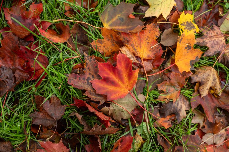 Садовод назвала вид листьев, которые обязательно нужно убрать с участка осенью