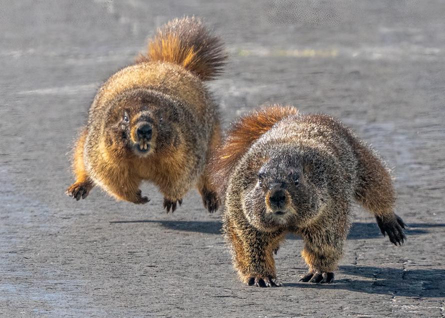 Жителям российского региона запретили есть сурков. При чём тут бубонная чума