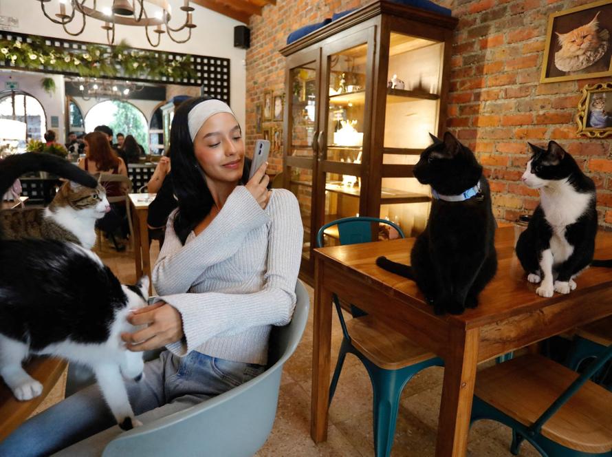 В Госдуме высказались о котокафе. Какую пользу для семей с детьми нашли депутаты
