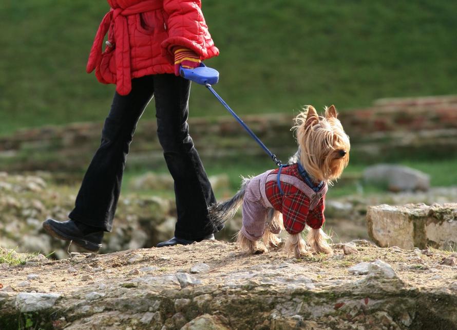 Собак захотели перестать пускать в магазины. Что ещё депутаты готовят для хозяев питомцев