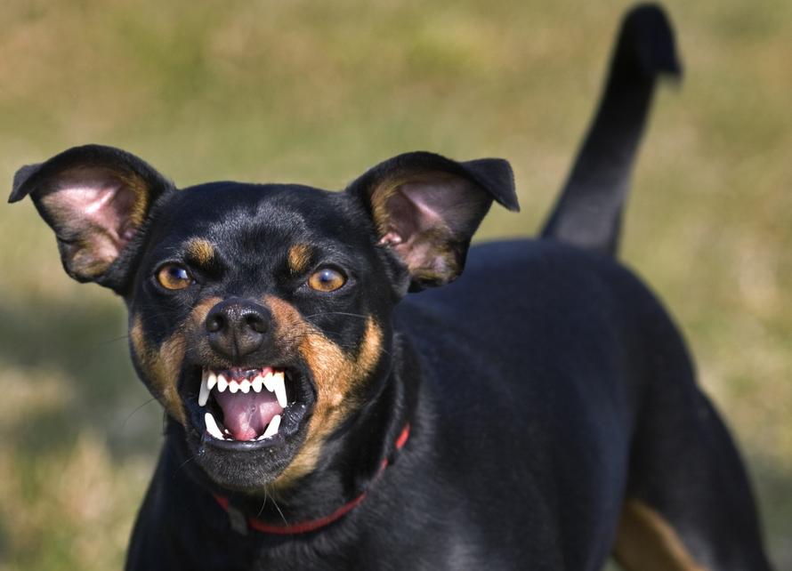 Депутаты предложили страховать опасных собак. Как это поможет укушенным ими