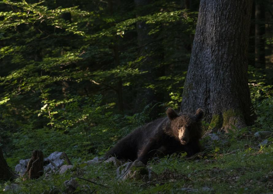 Российские учёные открыли новый вид медведя. Что известно об уракане Борисяка