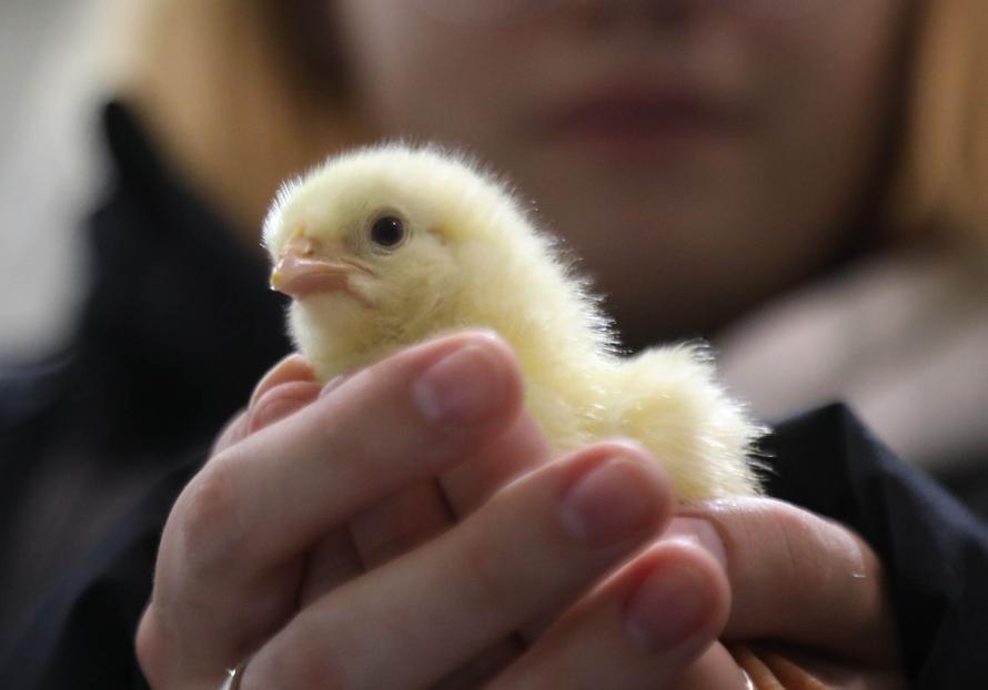 Россиян предупредили о штрафах за сельхозживотных в квартирах. А ещё животное могут забрать