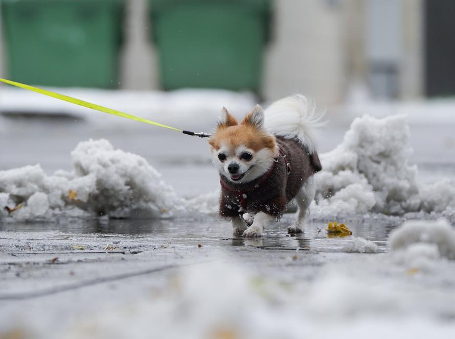 Как правильно выбрать одежду для собаки и определить её размер? Главные советы кинолога