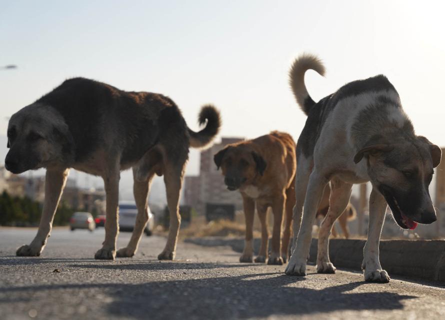 В российском регионе разрешили усыплять бездомных собак. Какие есть условия