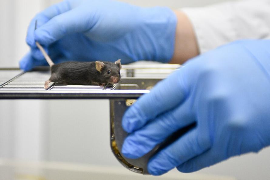 Вспышка «мышиной лихорадки» в России. Что известно о заболевании и как себя защитить