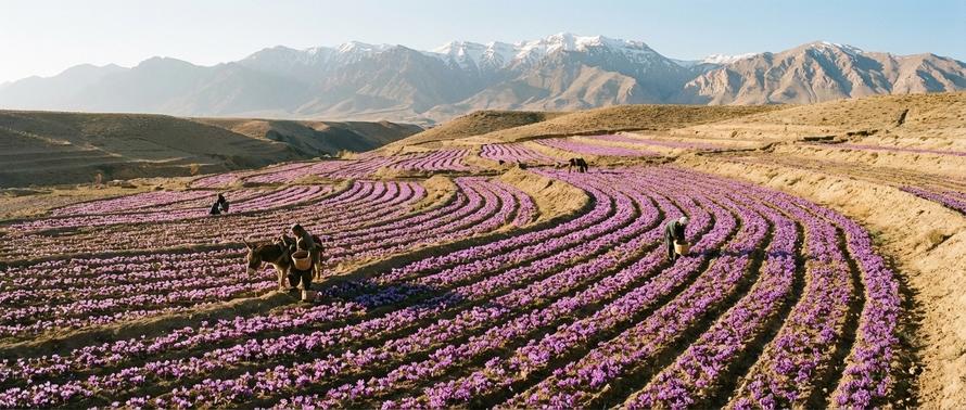 Иранский шафран может исчезнуть с российского рынка. Цены взлетят на 50%