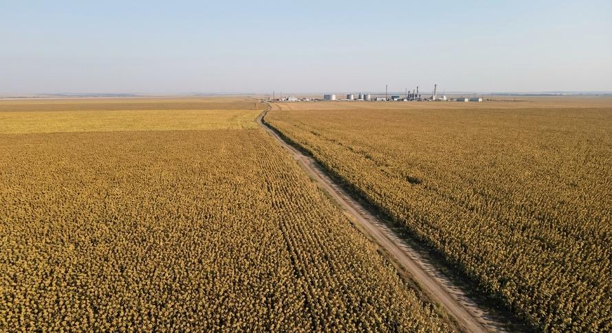 Производитель подсолнечного масла «Юг Руси» ушёл в миллиардный убыток. Выручка рухнула на треть